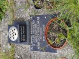 image of grave number 663056